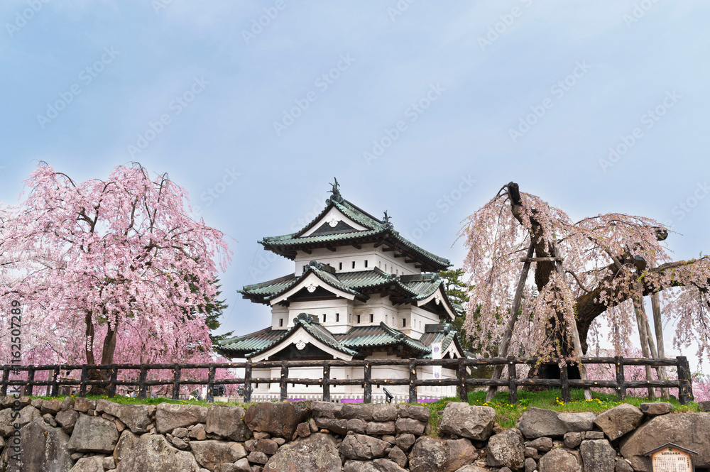 Cherry blossom or Sakura full bloom in the Hirosaki Castle traditional Japanese castle Park at Hirosaki Castle Park, Aomori, Japan Cherry blossom or Sakura full bloom in the Hirosaki Castle traditional Japanese castle Park at Hirosaki Castle Park, Aomori, Japan