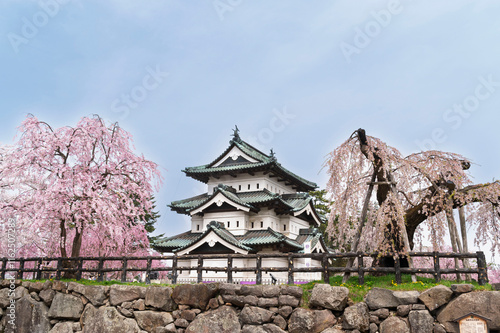 Obraz na płótnie Cherry blossom or Sakura full bloom in the Hirosaki Castle traditional Japanese castle Park at Hirosaki Castle Park, Aomori, Japan w salonie