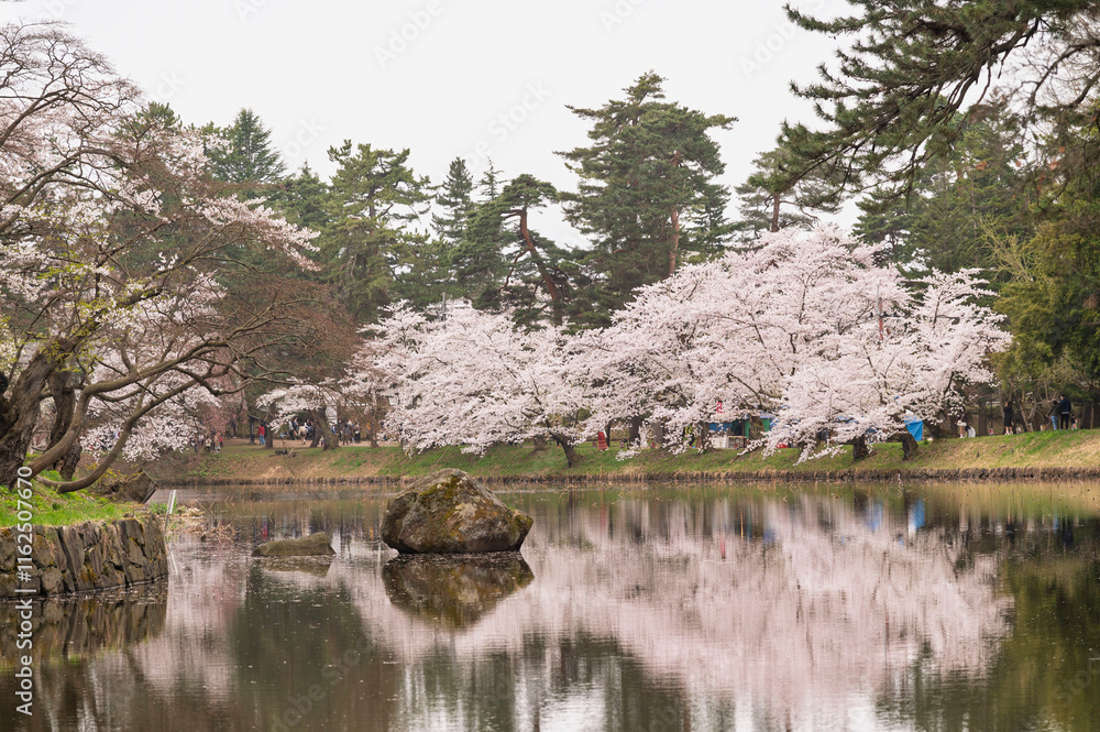 Cherry blossom or Sakura tunnel full bloom in the Hirosaki Castle traditional Japanese castle Park at Hirosaki Castle Park, Aomori, Japan