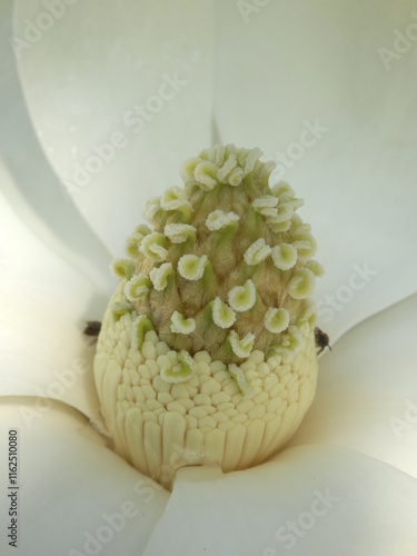 Close up of the fruit of a Magnolia Grandiflora aka Bullbay or Southern Magnolia
 photo