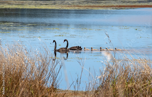 Black swan family gracefully floating on Myponga Reservoir, surrounded by serene water and natural beauty photo