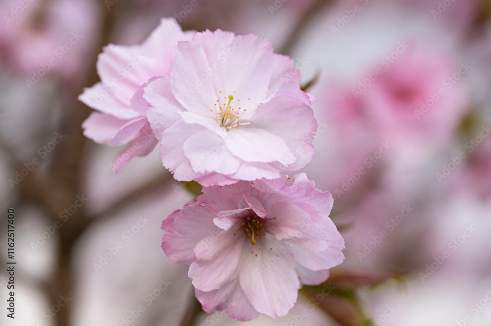 Japanese cherry Blossom (Sakura tree) spring season or hanabi season in japan, outdoor pastel color background