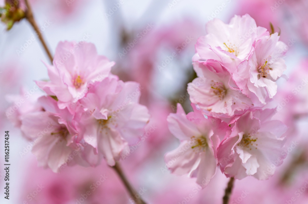 Japanese cherry Blossom (Sakura tree) spring season or hanabi season in japan, outdoor pastel color background