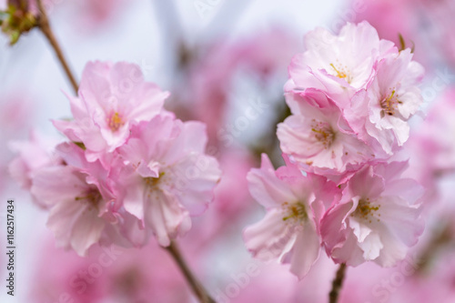 Obraz na płótnie Japanese cherry Blossom (Sakura tree) spring season or hanabi season in japan, outdoor pastel color background w salonie