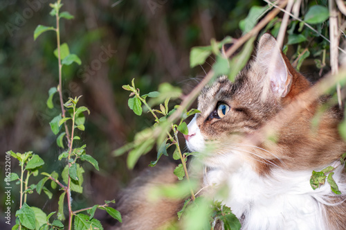 Profile close-up of Norwegian Forest Cat outdoors. attentive and cunning look photo