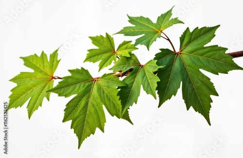Closeup view of vibrant green wild grapevine leaves on white background. Fresh foliage of grapevine branch. Healthy plant growth. Summer spring season. Natural plant life. Ideal for nature themes.