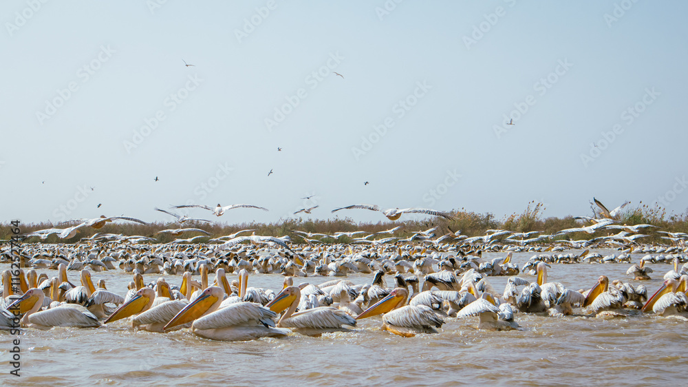 Large amount of Pelicans sitting about in djoudj national park in northern senegal. Famous park with a lot of different birds having fun.....
