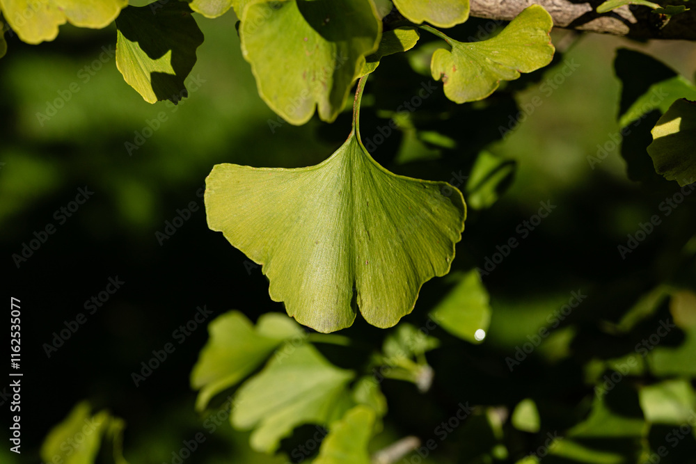 Ginkgolaub und Abensonne haben etwas mystisches