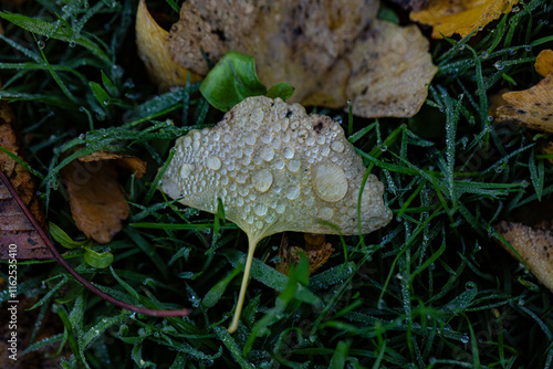 Morgentau auf dem herbstlichen Gartenboden photo