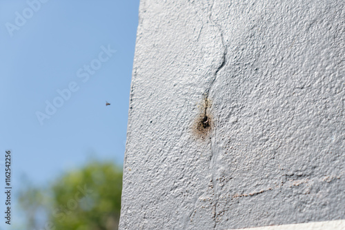 Dwarf bee hive on the cracked cement wall. photo