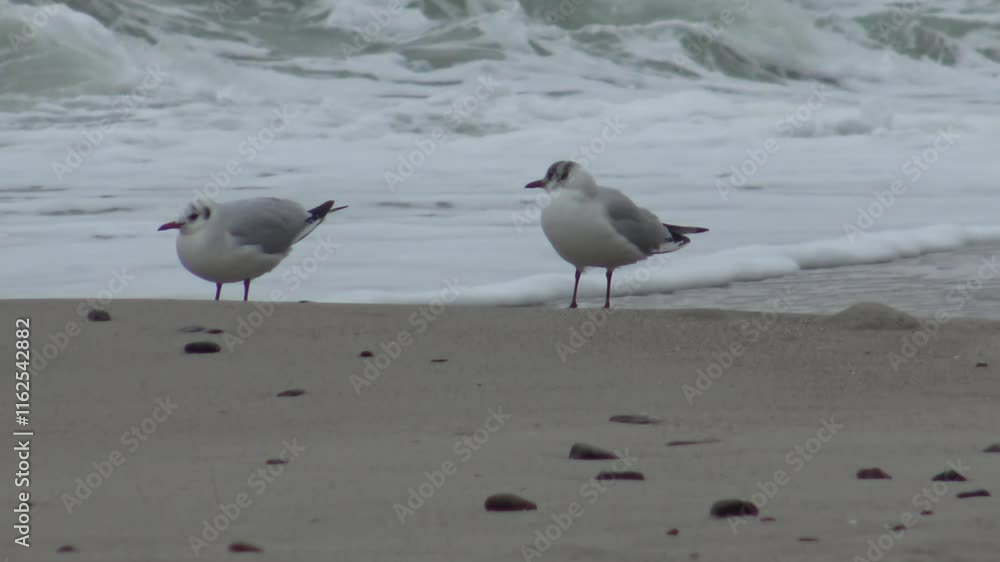 two seagulls stand on the sand in the wind during a storm on the coast in December two seagulls stand on the sand in the wind during a storm on the coast in December