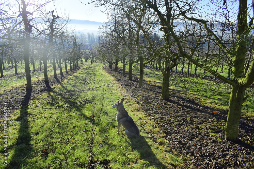 Obraz premium Winter frosty sunny day in the orchard. frosty haze. fruit garden in Germany