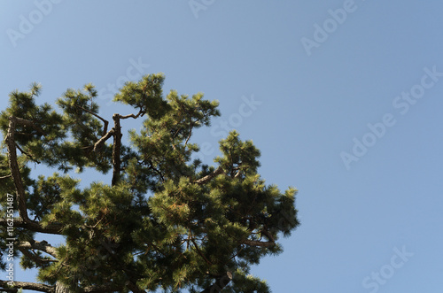 pine branches against sky photo