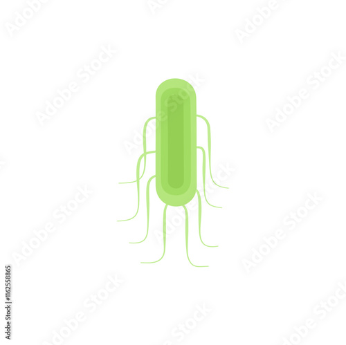 Salmonella Typhi illustration