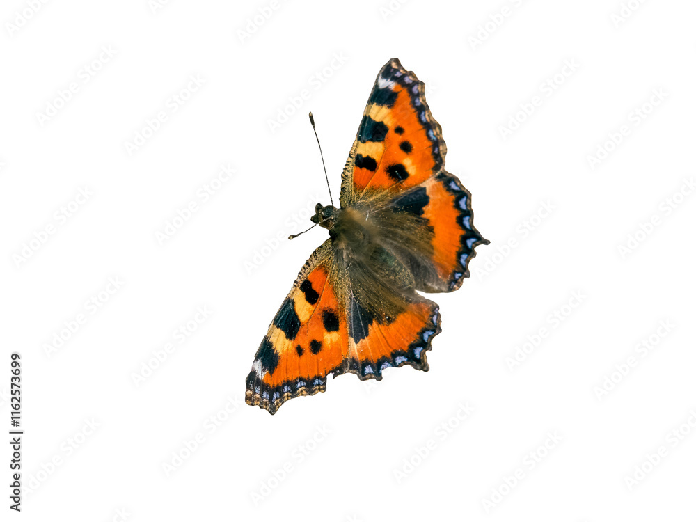 black orange butterfly isolated on transparent background