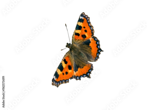 Obraz na płótnie black orange butterfly isolated on transparent background w salonie