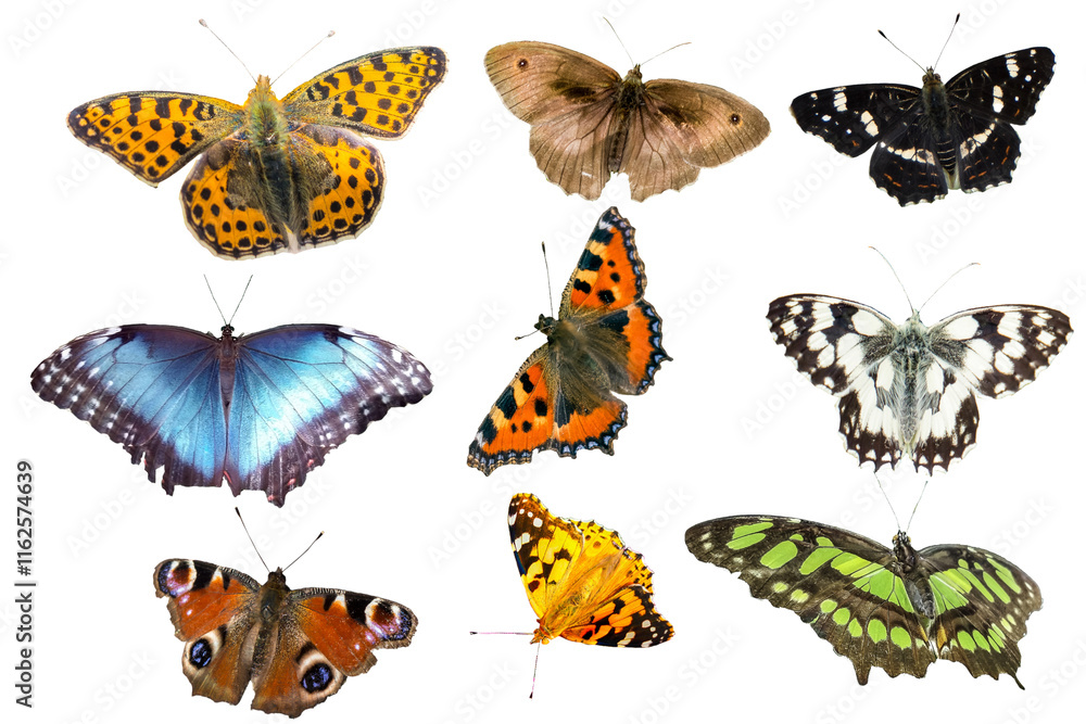 set of butterflies isolated on transparent background