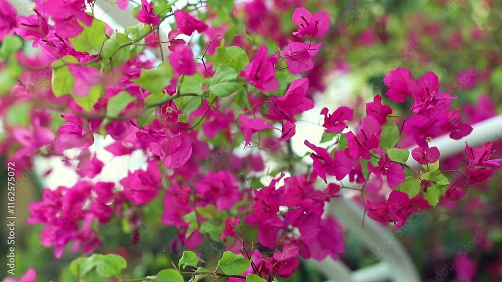 Beautiful pink bougainvillea flowers move in the wind, green leaves in the background out of focus, flowers in the garden, exotic plants in the hotel, hotel garden Beautiful pink bougainvillea flowers move in the wind, green leaves in the background out of focus, flowers in the garden, exotic plants in the hotel, hotel garden