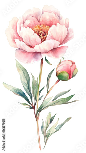 Fototapeta Naklejka Na Ścianę i Meble -  Delicate pink peony blossom with emerging bud, verdant leaves, watercolor rendering showcasing soft botanical detail against transparent backdrop