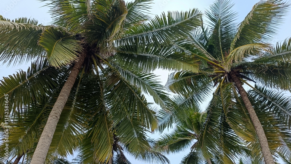 Coconut trees with sky background. Low angle view. Coconut trees with sky background. Low angle view.