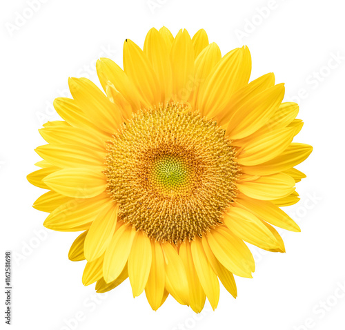 Yellow sunflower on transparent background (PNG File) photo