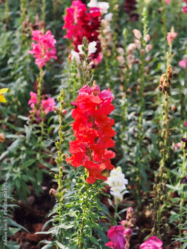Close up to the beautiful fresh blooming flowers in the farm Close up to the beautiful fresh blooming flowers in the farm