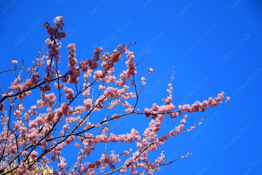 many pink sakura cherry blossom flowers bloom in spring in Japan with blurred background many pink sakura cherry blossom flowers bloom in spring in Japan with blurred background