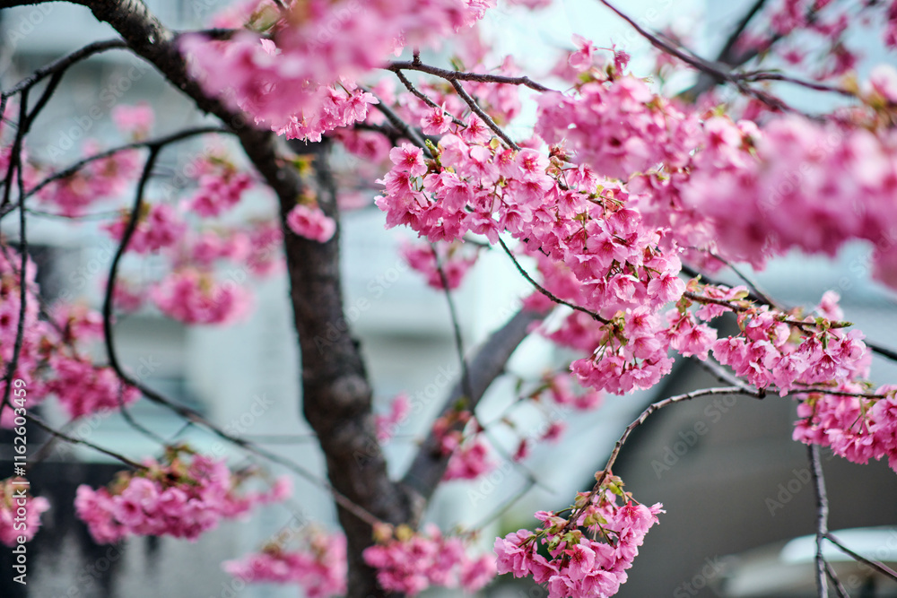 many pink sakura cherry blossom flowers bloom in spring in Japan with blurred background many pink sakura cherry blossom flowers bloom in spring in Japan with blurred background