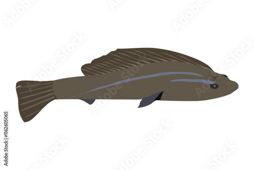 varal fish in brown color with a long tail commonly known as Snakehead murrel illustration photo