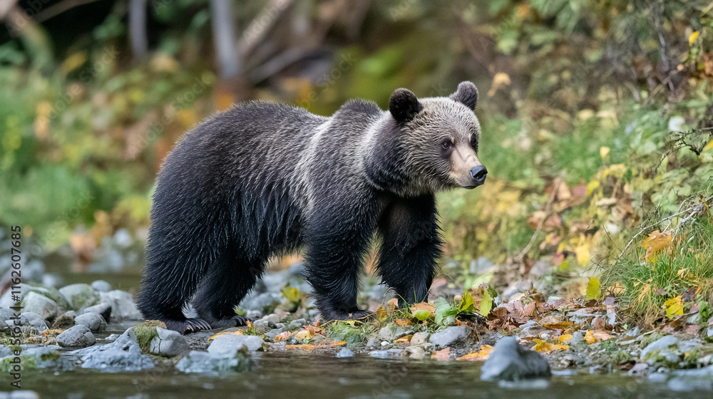 Grizzly bear exploring a river bank in a lush forest during autumn Grizzly bear exploring a river bank in a lush forest during autumn