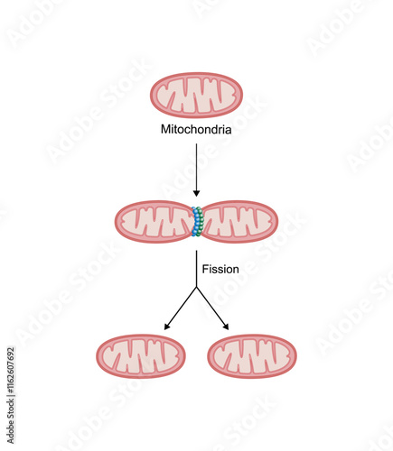 Mitochondrial fission, mitochondrion divides into two mitochondria. Drp1 protein. Mitochondrial biogenesis. Scientific vector illustration.