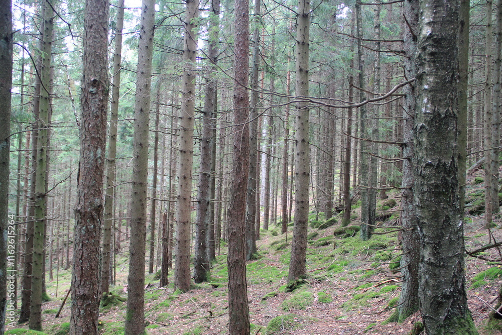 trees in the forest trees in the forest