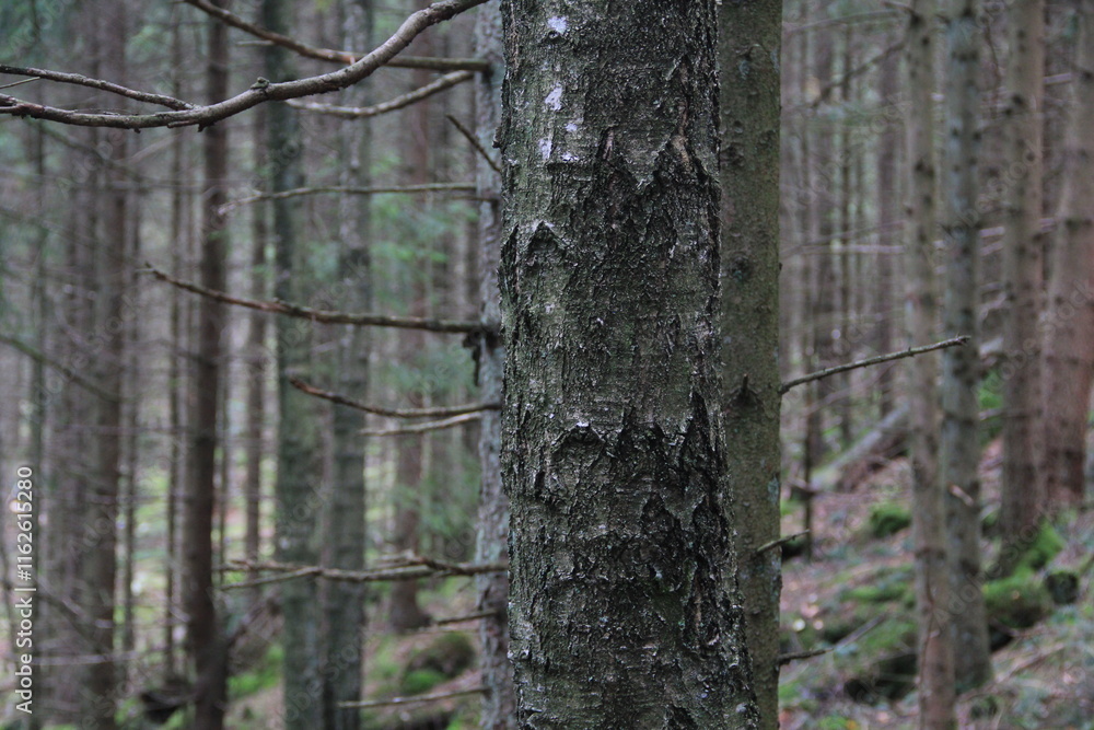 Fototapeta premium tree in the forest