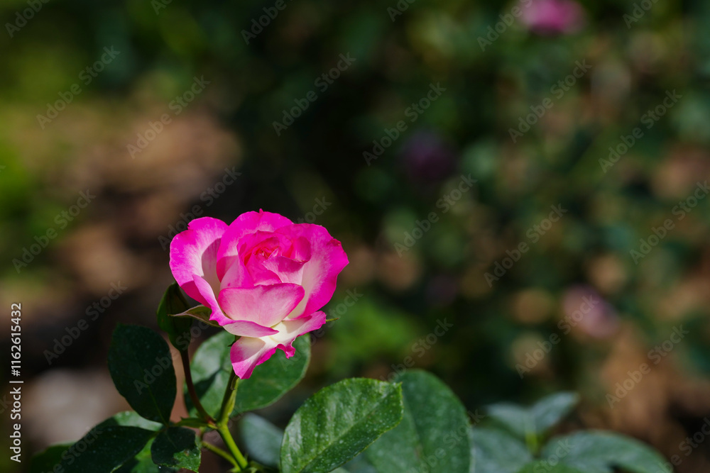 pink rose flower blossom in the garden pink rose flower blossom in the garden