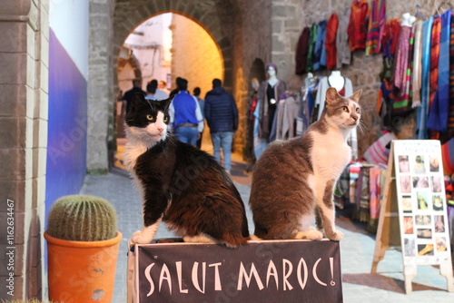 Belle illustration du tourisme au Maroc, Essaouira, deux chats dos à dos