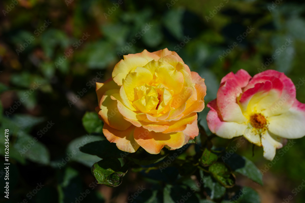 orange and yellow rose flower blossom in the garden orange and yellow rose flower blossom in the garden