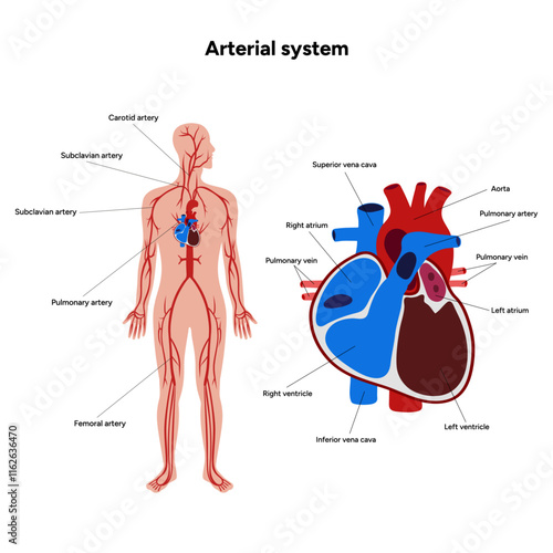Arterial artery human system full body  medical diagram