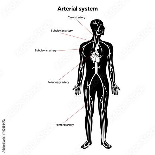 Arterial artery human system full body  medical diagram