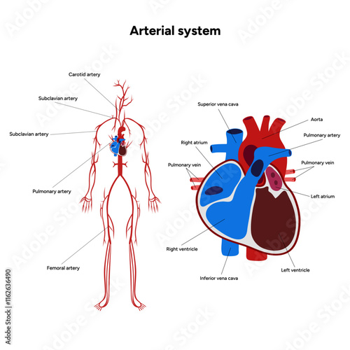 Arterial artery human system full body  medical diagram