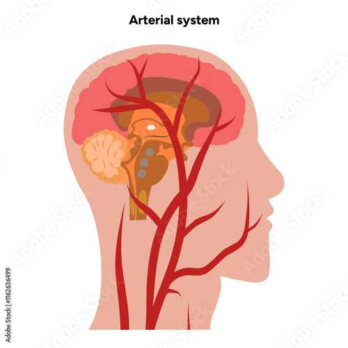 Arterial artery human system head medical diagram 