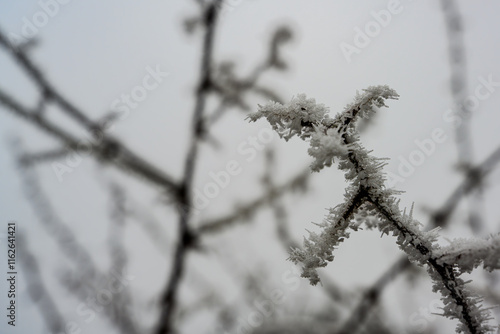 Ein frostiger Tag auf dem Bogenberg photo