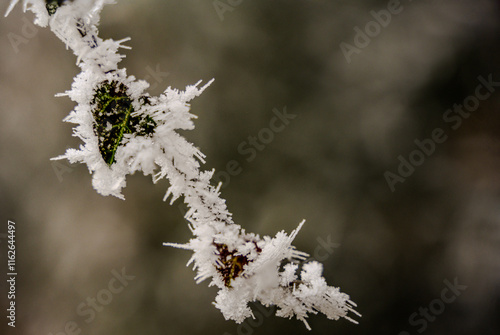 Ein frostiger Tag auf dem Bogenberg photo