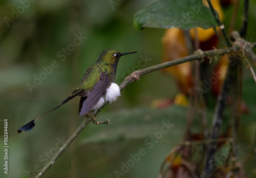 White Booted Racket Tail photo