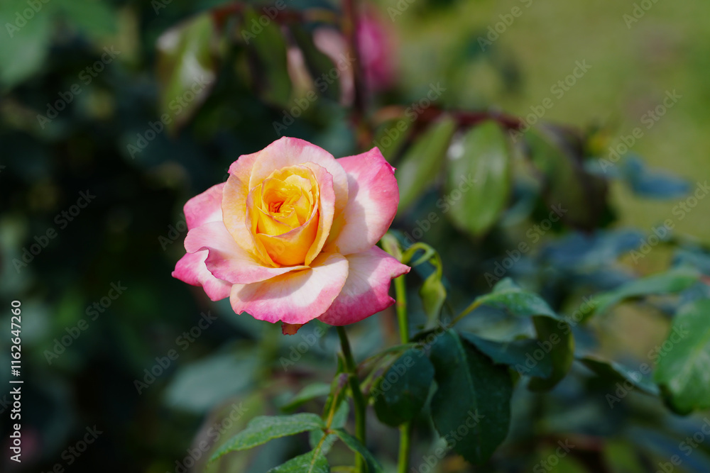 orange and yellow rose flower blossom in the garden orange and yellow rose flower blossom in the garden