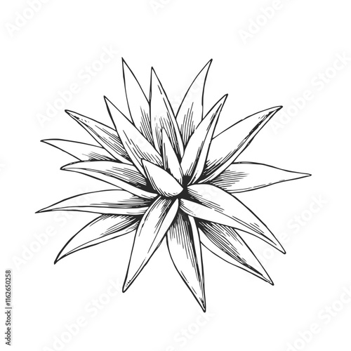 Vector hand-drawn illustration of agave. Black and white sketch of wild succulent. Desert flora.