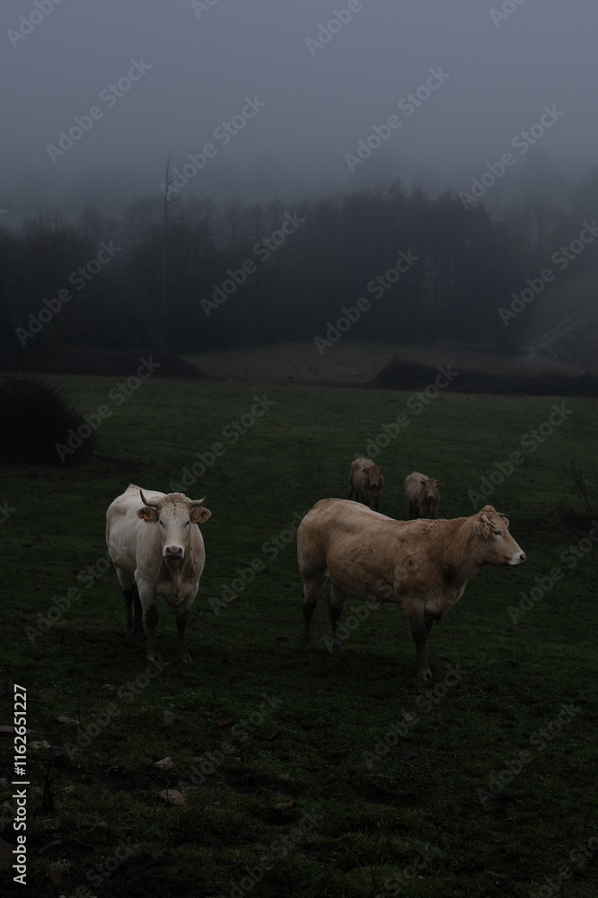 Obraz premium Boeufs en Normandie France