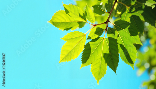 Vibrant green leaves against clear blue sky, nature's beauty. Earth Day, take care of the planet.  photo