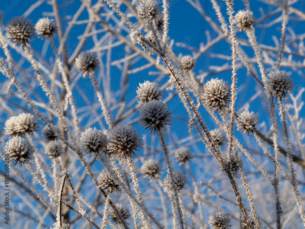 Winter slender cardoons (Dipsacus strigosus) covered with hoarfrost. Winter slender cardoons (Dipsacus strigosus) covered with hoarfrost.