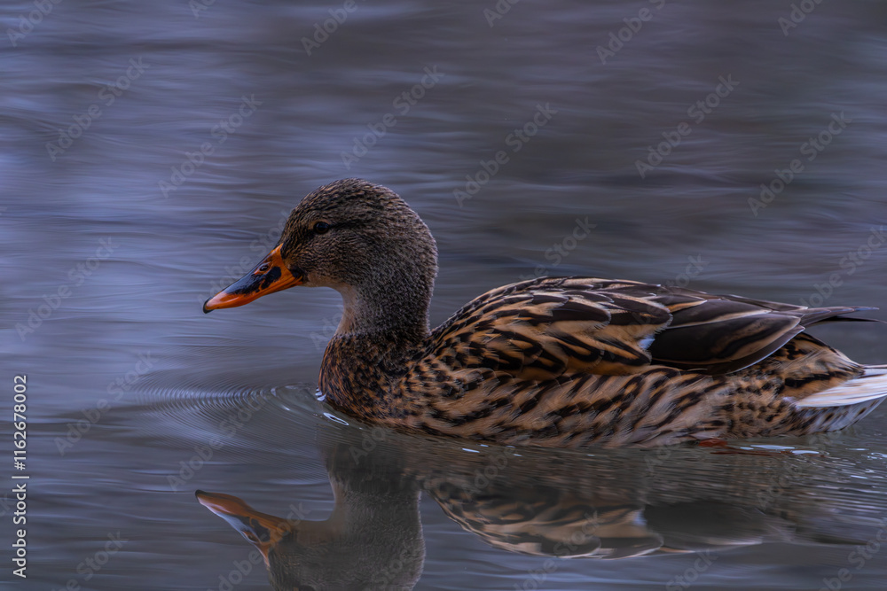 Stockente beim Schwimmen auf dem Wasser von einem See Stockente beim Schwimmen auf dem Wasser von einem See
