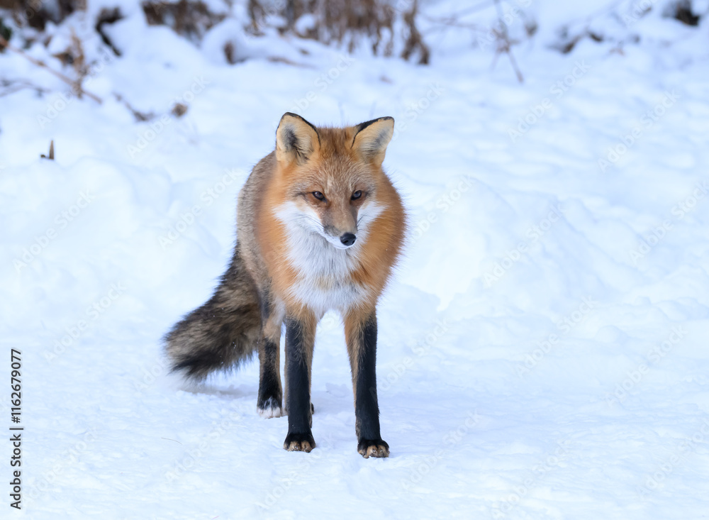 Obraz premium Red Fox in Winter
